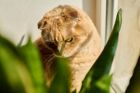 A ginger Scottish Fold cat relaxes by a sunny window, basking in sunlight and sitting next to a green flower pot. The warmth creates a peaceful ambiance in the home.の写真素材