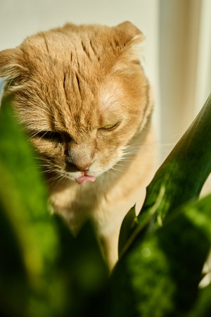 A ginger Scottish Fold cat relaxes by a sunny window, basking in sunlight and sitting next to a green flower pot. The warmth creates a peaceful ambiance in the home.の写真素材