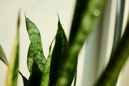 Lush green leaves of a snake plant thrive in a bright indoor setting, capturing sunlight and enhancing the room's ambiance with their unique patterns and textures.の写真素材