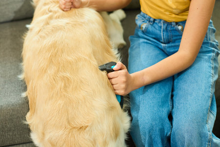 Close up of a golden retriever being groomed by its owner while sitting on a soft sofa. The dog looks happy and relaxed, showcasing a loving bond between them.の写真素材
