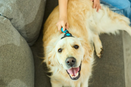 Close up of a golden retriever being groomed by its owner while sitting on a soft sofa. The dog looks happy and relaxed, showcasing a loving bond between them.の写真素材