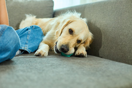 A golden retriever lies comfortably on a gray couch, chewing joyfully on a ball while its owner sits nearby, enjoying a relaxed afternoon at home.の写真素材