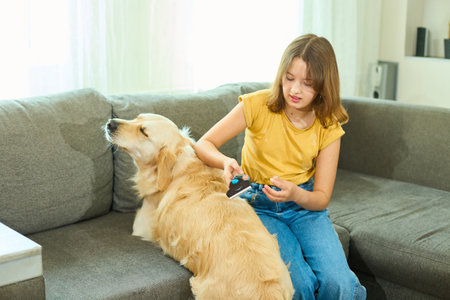 A young girl with brown hair gently brushes her golden retriever on a cozy gray couch in a well-lit living room, enjoying a warm afternoon together.の写真素材