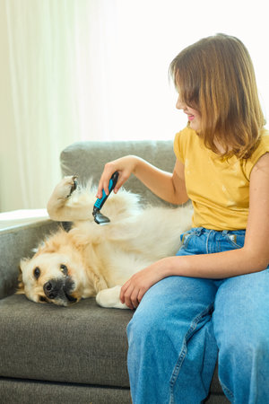 A joyful teen girl lovingly brushes her golden retriever while both relax on a soft couch. Sunlight brightens up the cheerful living room setting, creating a warm atmosphere for bonding.の写真素材