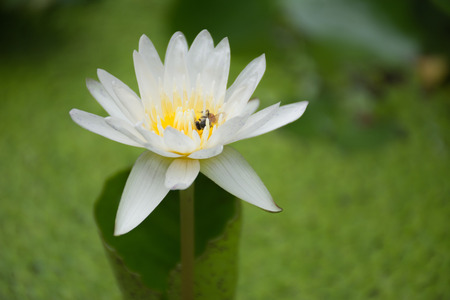 Bee on lotus flower,bee swarm water lily, lotus in nature,bee on lavender lilyの写真素材