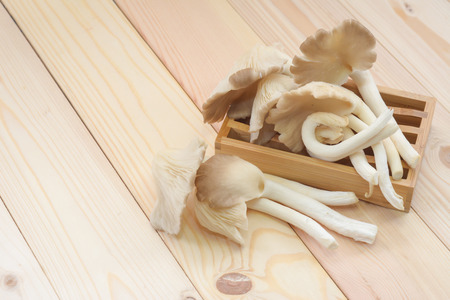 Tibet Oyster Mushroom on wooden table, ready to cookingの写真素材