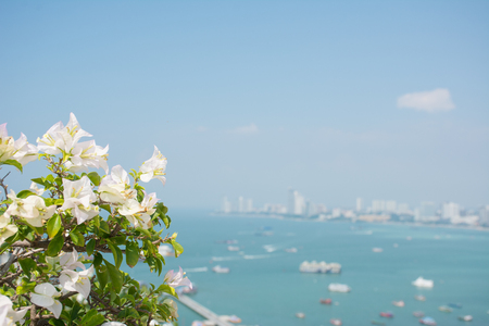 White flowers with pattaya beach and town in backgroundの写真素材