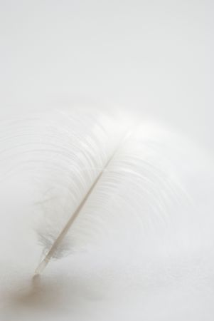 white feather on white backgroundの写真素材