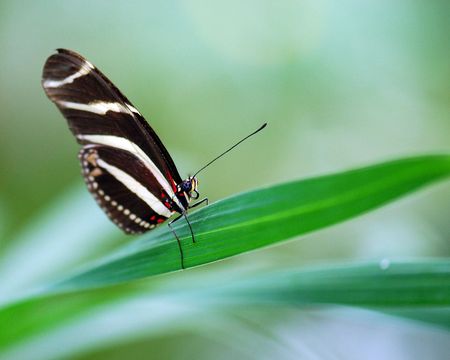 black and white butterfly on green leaf green background