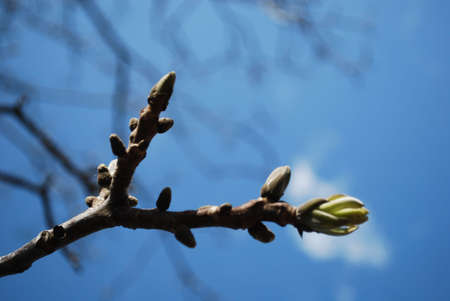 Germogliの写真素材