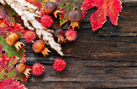 Colorful autumn leaves and pods arranged on stripped bark.の写真素材