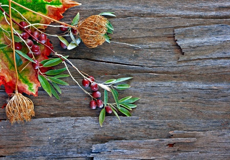 Colorful autumn leaves and pods arranged on stripped bark.の写真素材