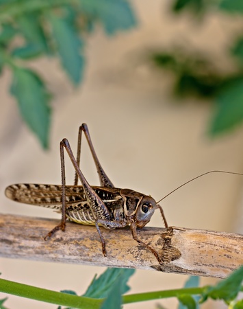 Close up shot of a brown cricket
