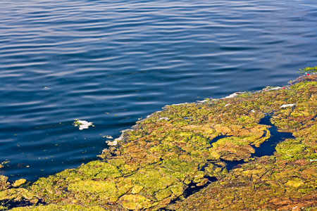 Build up of algae on the surface of a lakeの写真素材
