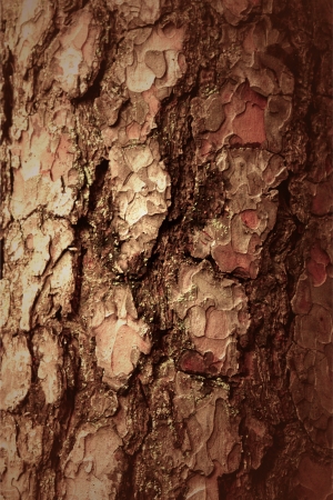 pine bark textureの写真素材