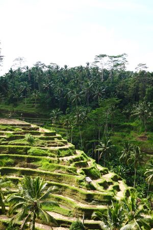Bali Ubud Rice Fieldの写真素材