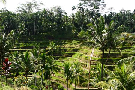 Ubud Bali Rice Terraceの写真素材