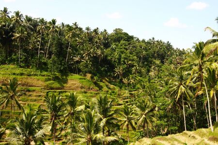 Ubud Bali Rice Terraceの写真素材