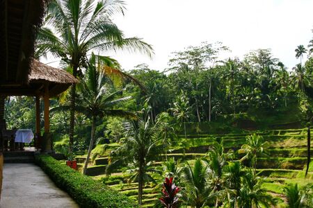 Cottage Ubud Bali Rice Terraceの写真素材