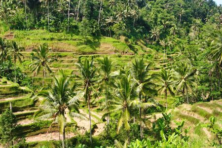 Ubud Bali Rice Terraceの写真素材