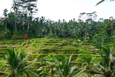 Ubud Bali Rice Terraceの写真素材