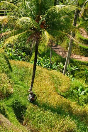 a farmer in rice terraces Baliの写真素材