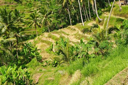 rice terraces in Baliの写真素材