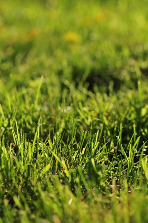 Green Grass closeupsの写真素材