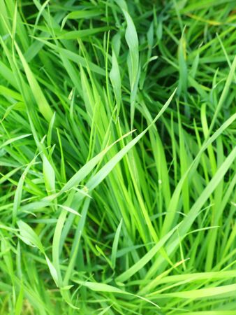 Green Grass closeupsの写真素材