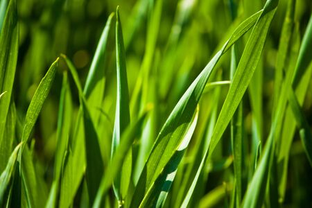 Green Grass closeupsの写真素材