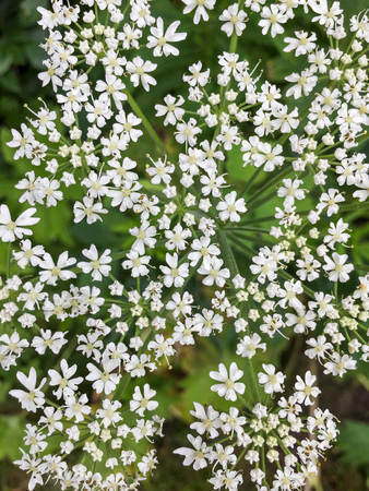 Closeup of delicate lacey white flowers of Cow Parsnip, Heracleum maximus.