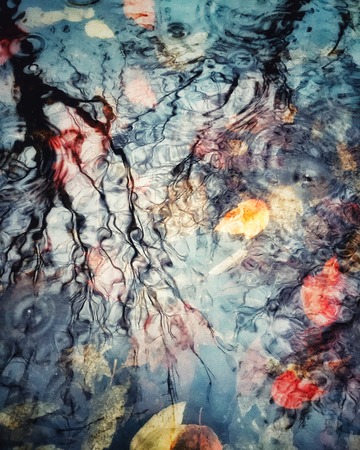 Colourful abstract of raindrops and Autumn leavesunderwater  in a deep puddle.