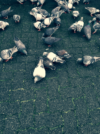Pigeons feeding on the ground feeding over on top of city paving stones.の写真素材