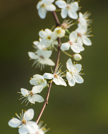 White cherry blossom flowers on branches and green background in afternoon sun.の写真素材