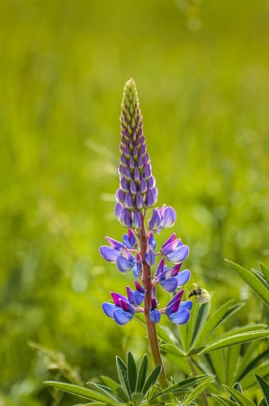 Purple Lupin flower and Bumble Bee, in green field, backit by warm hazy morning sunlight.の写真素材