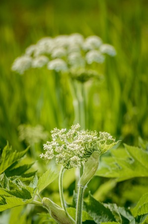 Young bloom of Cow Parsnip, Heracleum maximum, unfurling in Springtime growth amongst long grass in morning light.の写真素材