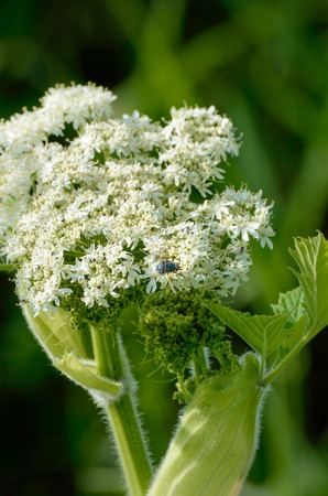 Blue Bottle Fly, on springtime bloom of white Cow Parsnip, against natural dark green background,...