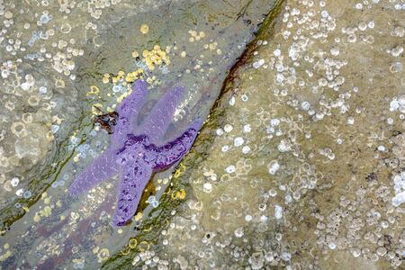 Purple Sea Star starfish partially submerged in tidepool water, British Columbia, Canada.