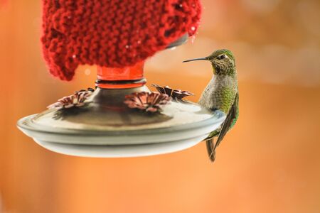 Female Annas Hummingbird, Calypte anna, feeding at heated insulated backyard red glass feeder in winterの写真素材