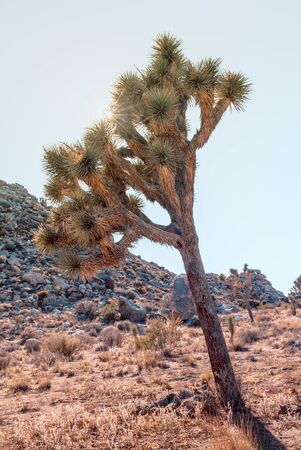 Joshua Tree, Yucca brevifolia, in desert landscape with old film toning. Joshua Tree National Park, California, USAの写真素材