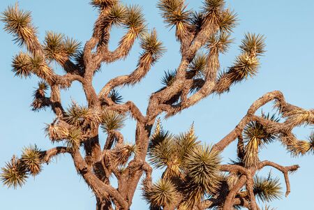 Joshua Tree, Yucca brevifolia, in desert landscape with old film toning. Joshua Tree National Park,...