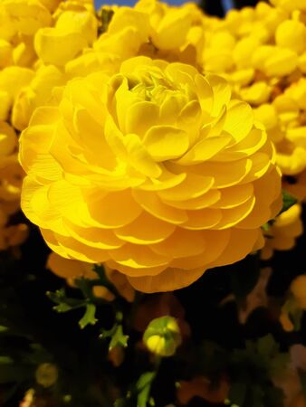 yellow flowerの写真素材