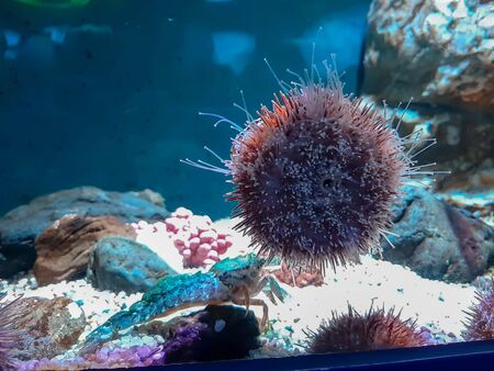 Underwater Lifeの写真素材