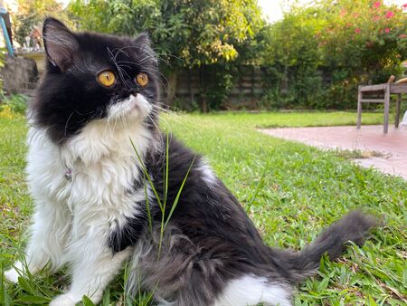 Black cat in the grassの写真素材