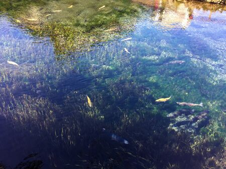 The pond and koi fish. Japanese style.の写真素材