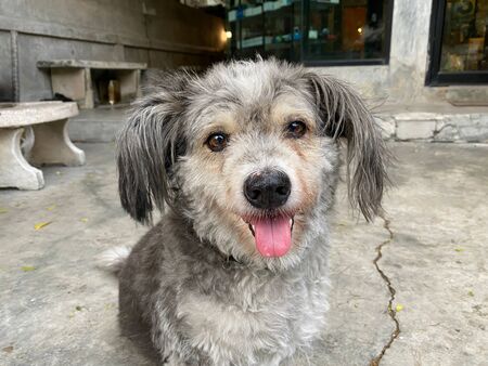 portrait gray dog ââthat looks like a smile.の写真素材