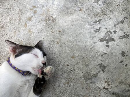 fat cat is soft and lazy who is licking their hands and looking happy. That has stripes like a cow The wind is lying down on the old cement surface with copy space. cat food concept, Background.の写真素材