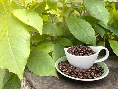 Arabica coffee beans with a cup of beverage are placed on a chopped tree, with a background of fresh green leaves with water droplets giving a sensation in the morning with copy space. cafe idea.の写真素材