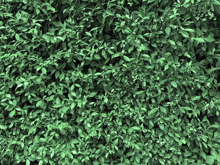 Closeup nature green grass wall texture of the tropical forest plant for backdrop design for artwork. background and wallpaper with copy space. environment concept.の写真素材