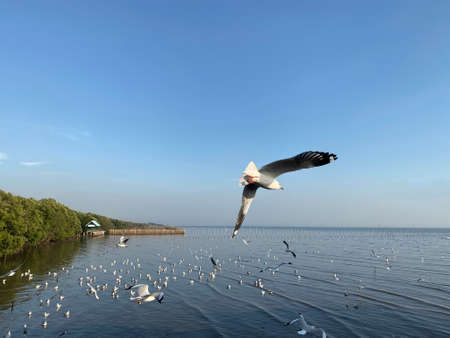 Beautiful blue sky over calm sea with sunlight reflection, thailand. Giving a feeling of tranquility water surface. Sunny sky and calm blue ocean with swallows flying around.の写真素材